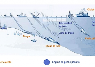 Pêche durable. Manger des poissons en bonne conscience