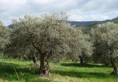 Ça ne baigne pas dans l’huile d’olive