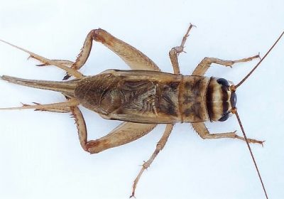 Acheta domesticus
